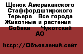 Щенок Американского Стаффордштирского Терьера - Все города Животные и растения » Собаки   . Чукотский АО